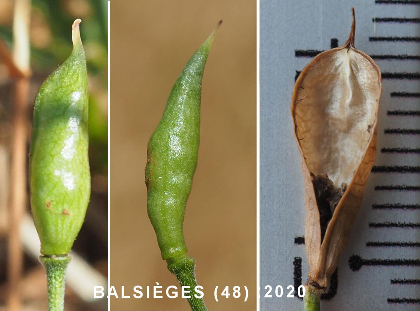 Larkspur, (Field) fruit